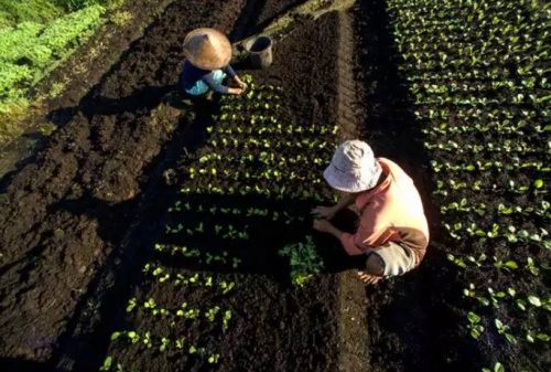 Perubahan Iklim Membuat Bahan Makanan Lebih …