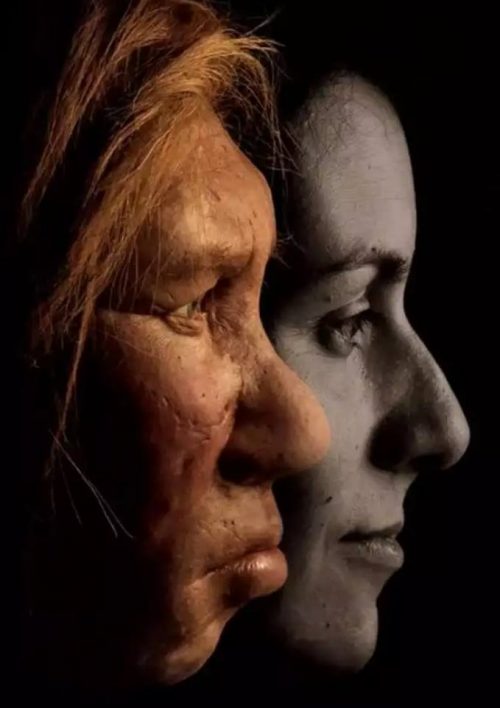 Keluar dari Afrika, Jatuh ke Pelukan Neanderthal