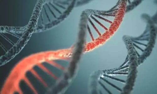 Modifikasi Gen Embrio Manusia Berhasil Dilakukan …