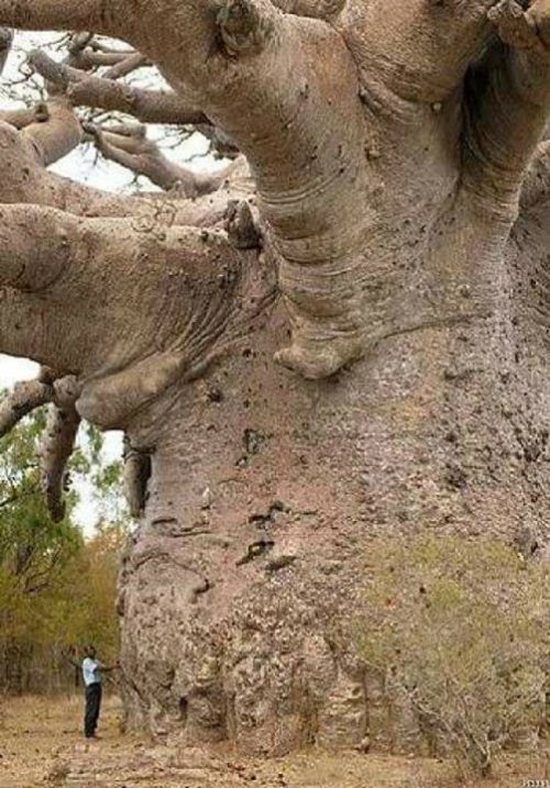Pohon usia 6000 thn di afrika