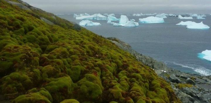 Perubahan Iklim Bikin Antartika Hijau Lagi seperti …